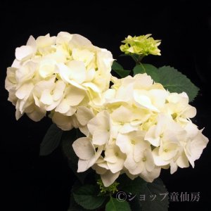 画像13: 庭のあじさい苗 【HBAバニラスカイ】5号