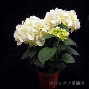 画像11: 庭のあじさい苗 【HBAバニラスカイ】5号