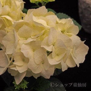 画像4: 庭のあじさい苗 【HBAバニラスカイ】5号