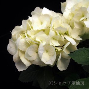 画像12: 庭のあじさい苗 【HBAバニラスカイ】5号