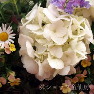 画像15: 庭のあじさい苗 【HBAバニラスカイ】5号