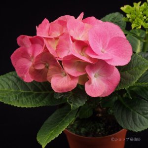 画像9: 庭のあじさい苗 【HBAデュロ】5号