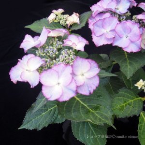 画像13: 庭のあじさい苗 【HBAティファニー】5号