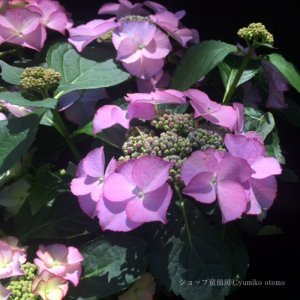 画像16: 庭のあじさい苗 【HBAティファニー】5号