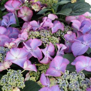 画像11: 庭のあじさい苗 【HBAティファニー】5号