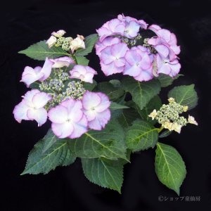 画像9: 庭のあじさい苗 【HBAティファニー】5号