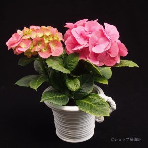 画像23: 庭のあじさい苗 【HBAデュロ】3.5号