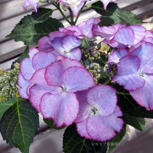 画像12: 庭のあじさい苗 【HBAティファニー】5号