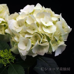 画像17: 庭のあじさい苗 【HBAバニラスカイ】5号