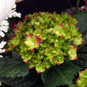 画像9: 庭のあじさい苗 【HBAカルメン】3.5号