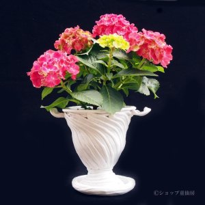 画像15: 庭のあじさい苗 【HBAカルメン】3.5号