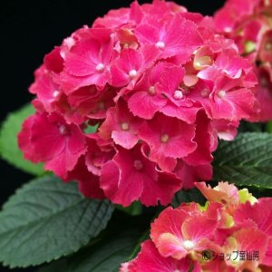 画像14: 庭のあじさい苗 【HBAカルメン】3.5号