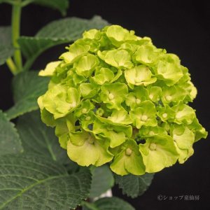 画像10: 庭のあじさい苗 【HBAカイピリーニャ】5号