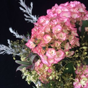 画像20: 庭のあじさい苗 【HBAマリーアントワネット】3.5号