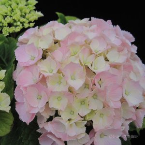 画像20: 庭のあじさい苗 【HBAピンクセンセーション】3.5号