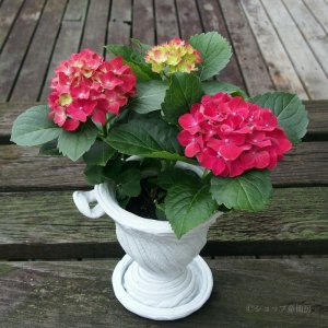 画像15: 庭のあじさい苗 【HBAホットレッド】3.5号