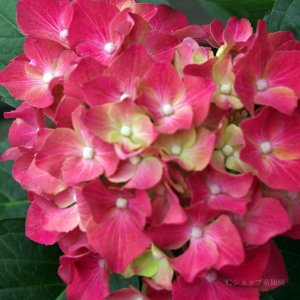 画像14: 庭のあじさい苗 【HBAホットレッド】3.5号