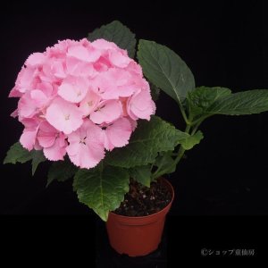 画像21: 庭のあじさい苗 【HBAピンクセンセーション】3.5号