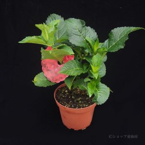 画像11: 庭のあじさい苗 【HBAホットレッド】3.5号