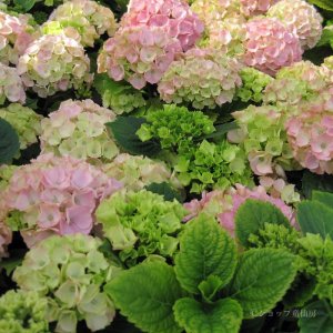 画像18: 庭のあじさい苗 【HBAピンクセンセーション】3.5号