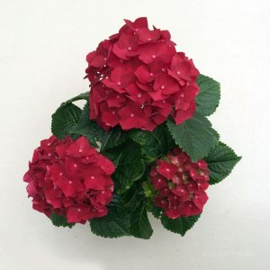 画像18: 庭のあじさい苗 【HBAホットレッド】3.5号