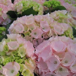 画像19: 庭のあじさい苗 【HBAピンクセンセーション】3.5号