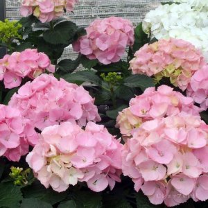 画像14: 庭のあじさい苗 【HBAピンクセンセーション】3.5号