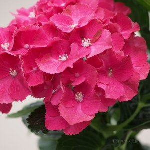 画像13: 庭のあじさい苗 【HBAホットレッド】3.5号