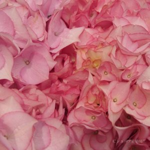 画像8: 庭のあじさい苗 【HBAマリーアントワネット】3.5号