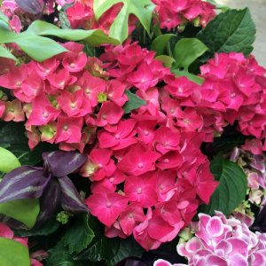 画像16: 庭のあじさい苗 【HBAホットレッド】3.5号