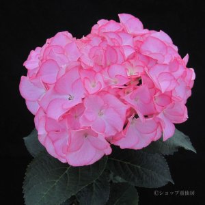 画像15: 庭のあじさい苗 【HBAマリーアントワネット】3.5号