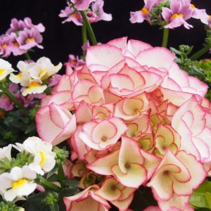 画像11: 庭のあじさい苗 【HBAマリーアントワネット】3.5号