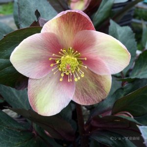 画像4: クリスマスローズ HGCピンクフロスト6号