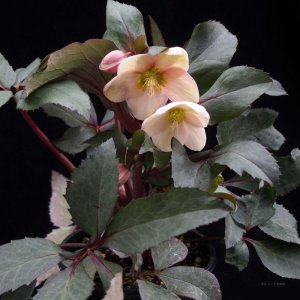 画像17: クリスマスローズ HGCピンクフロスト6号