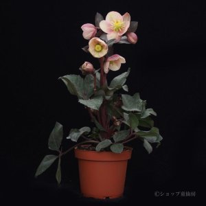 画像4: 【品種おまかせ】クリスマスローズ  スノーローズ(異種間交配種) 4.5号