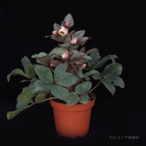 画像3: 【品種おまかせ】クリスマスローズ  スノーローズ(異種間交配種) 4.5号