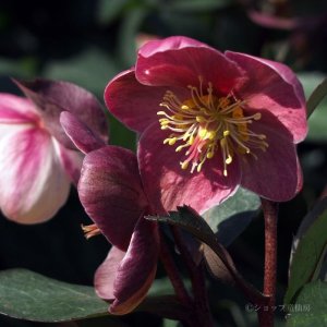 画像5: 【品種おまかせ】クリスマスローズ  スノーローズ(異種間交配種) 4.5号