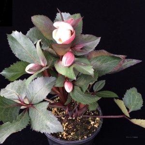 画像6: クリスマスローズ HGCピンクフロスト6号