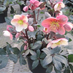 画像3: クリスマスローズ HGCピンクフロスト6号