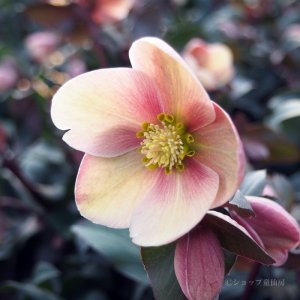 画像6: 【品種おまかせ】クリスマスローズ  スノーローズ(異種間交配種) 4.5号