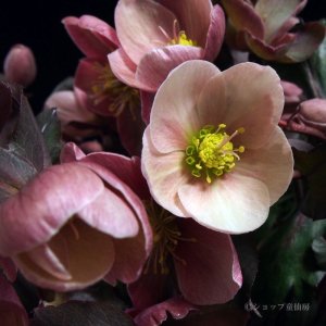 画像12: クリスマスローズ HGCピンクフロスト6号