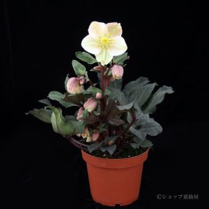 画像15: クリスマスローズ HGCシューティングスター4.5号