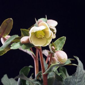 画像11: クリスマスローズ HGCシューティングスター4.5号