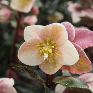 画像8: クリスマスローズ HGCシューティングスター4.5号