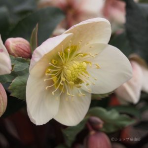 画像14: クリスマスローズ HGCシューティングスター4.5号