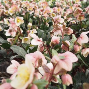 画像9: クリスマスローズ HGCシューティングスター4.5号