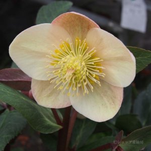 画像6: クリスマスローズ HGCスノーダンス4.5号