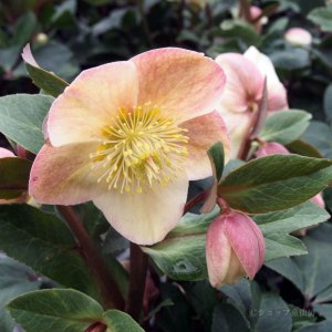 画像8: クリスマスローズ HGCスノーダンス4.5号