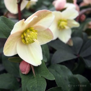 画像9: クリスマスローズ HGCスノーダンス6号