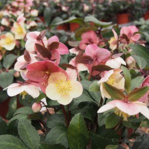 画像14: クリスマスローズ HGCスノーダンス4.5号